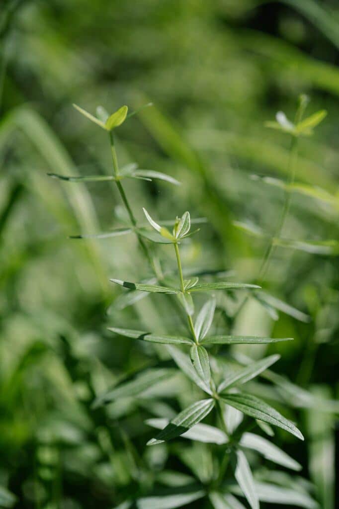 Svízel severní (Galium boreale)