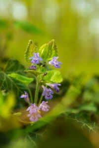 Popenec brečtanovitý (Glechoma hederacea)