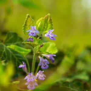 Popenec brečtanovitý (Glechoma hederacea)