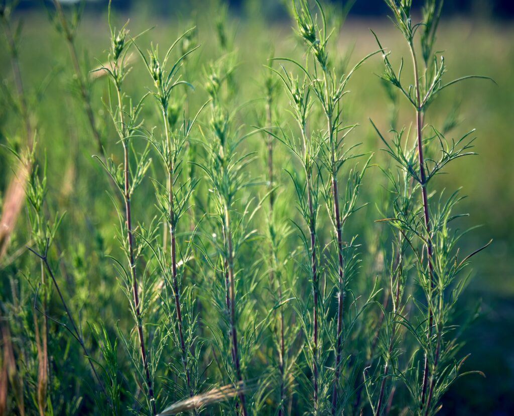 Svízel syřišťový (Galium verum)