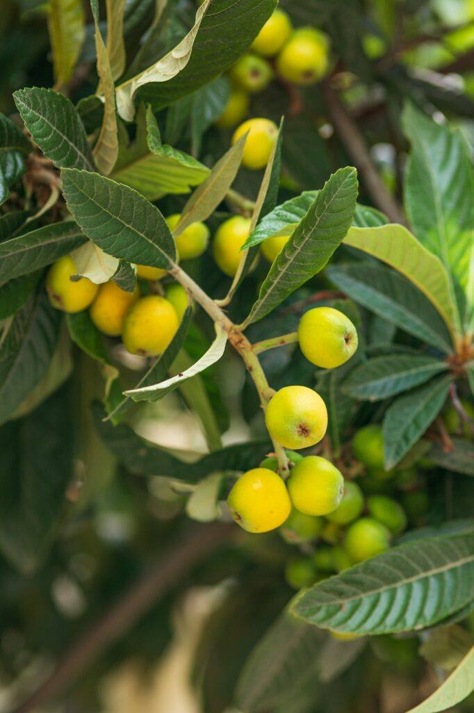 healthy medlars in fruit tree