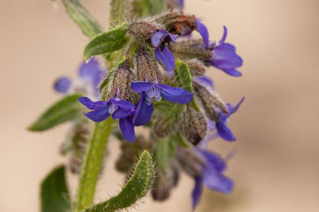 Pilát lekársky (Anchusa officinalis)
