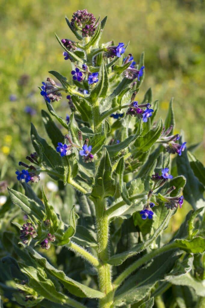 Pilát modrý (Anchusa italica)