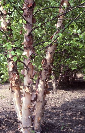 Breza čierna - Betula nigra