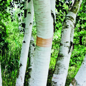 Breza himalájska viackmeň - Betula utilis var. jacquemontii 'Multi-stem',