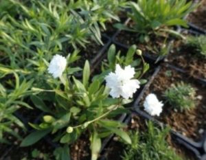 Ježosemä alpské – Heliosperma alpestre