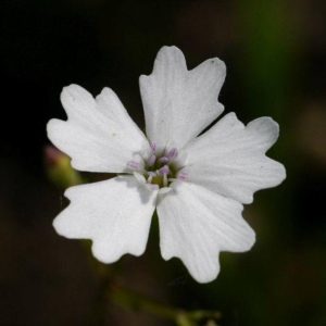 Ježosemä – kvet (Heliosperma)