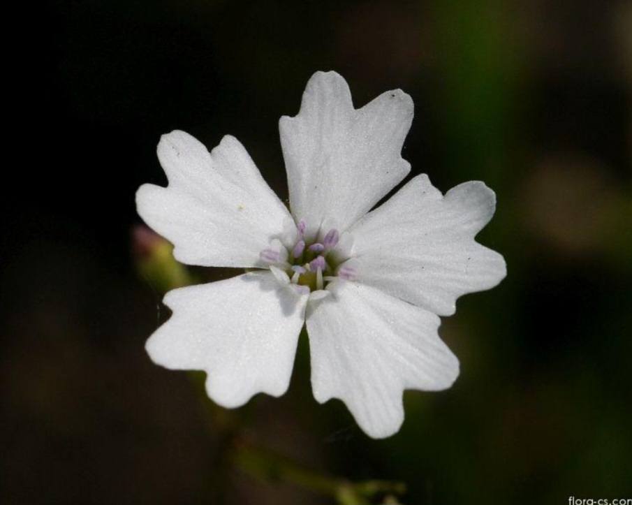 Ježosemä kvet – Heliosperma