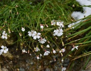 Ježosemä v skalke – Heliosperma