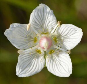 Bielokvet močiarny kvet - Parnassia palustris