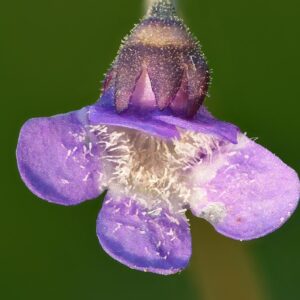 Tučnica kvet - Pinguicula