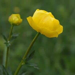 Upolín európsky - Trollius europaeus