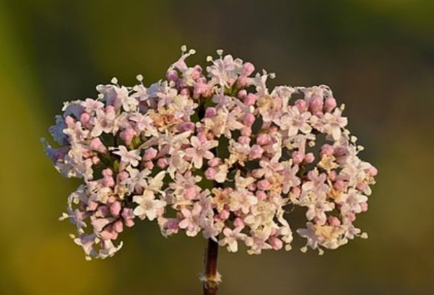 Kozlík kvet - Valeriana officinalis