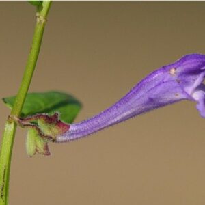 Šišák kvet - Scutellaria
