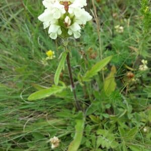 Čiernohlavec strhaný - Prunella laciniata