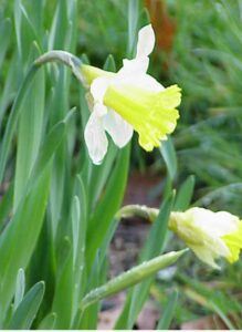 Narcis žltý - Narcissus pseudonarcissus