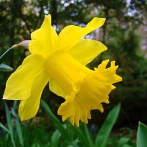 Narcis kvet