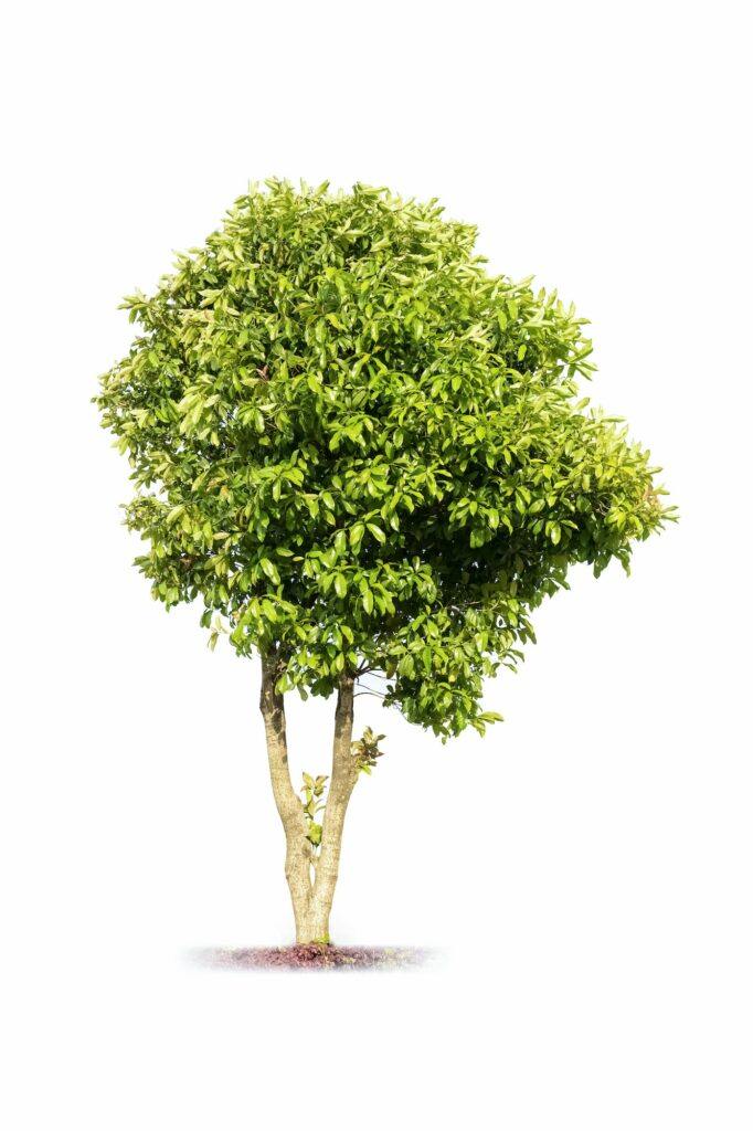 osmanthus - strom