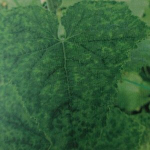 Vírus mozaiky uhorky - Cucumber mosaic virus