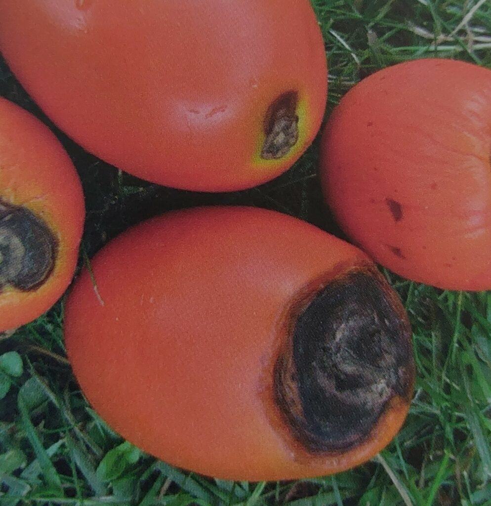 Alternariová škvrnitosť paradajky