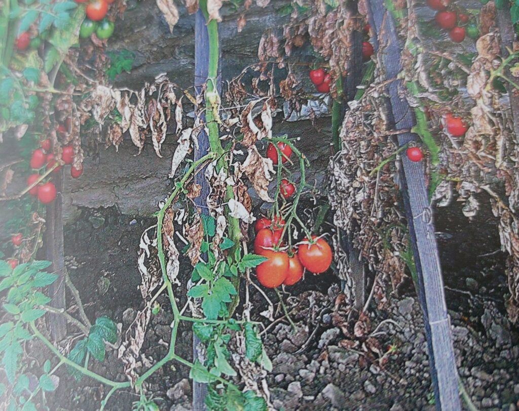 alternáriová škvrnitosť a septorióza rajčiakov