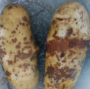 Chrastavivosť zemiakov - obyčajná chrastavitosť zemiakov