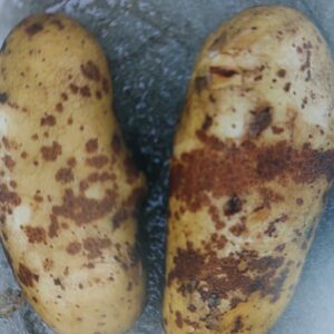 Chrastavivosť zemiakov - obyčajná chrastavitosť zemiakov