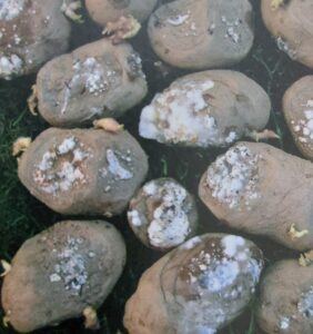 Fuzariova hniloba zemiakov - fusarium