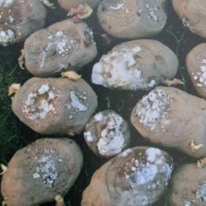 Fuzariova hniloba zemiakov - fusarium