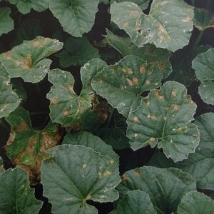 Baktériová škvrnitosť listov uhoriek