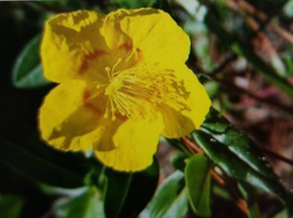 Devätorník kvet - Helianthemum