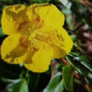 Devätorník kvet - Helianthemum