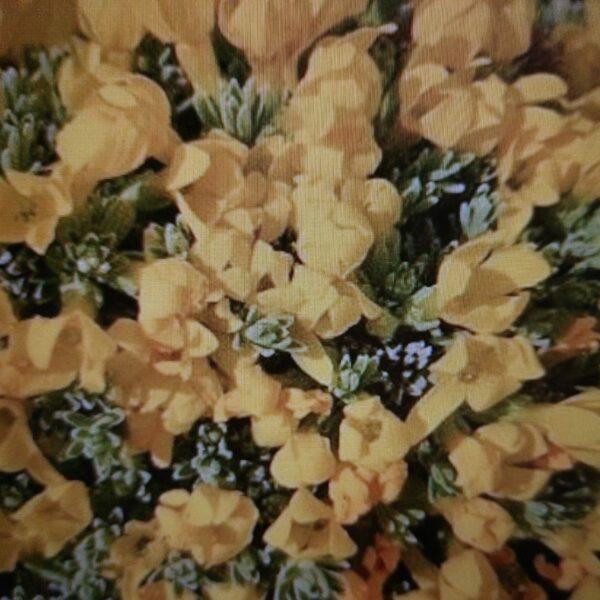 Vitaliana primuliflora kvety
