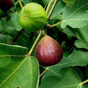 Figovník obyčajný plod - Ficus carica