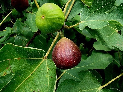 Figovník obyčajný plod - Ficus carica