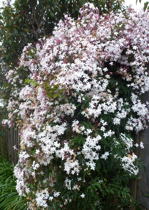 Jazmín biely - Jazmín mnohokvetý - Jasminum polyanthum