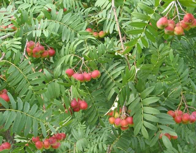Jarabina oskorušová - Sorbus domestica