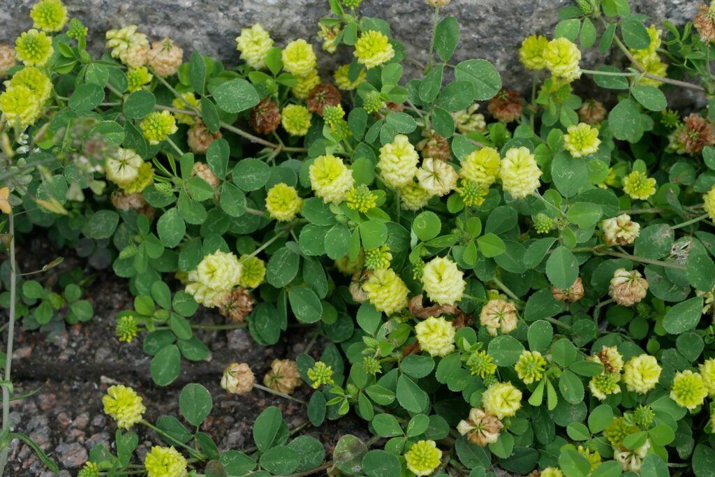 Ďatelina poľná - Trifolium campestre