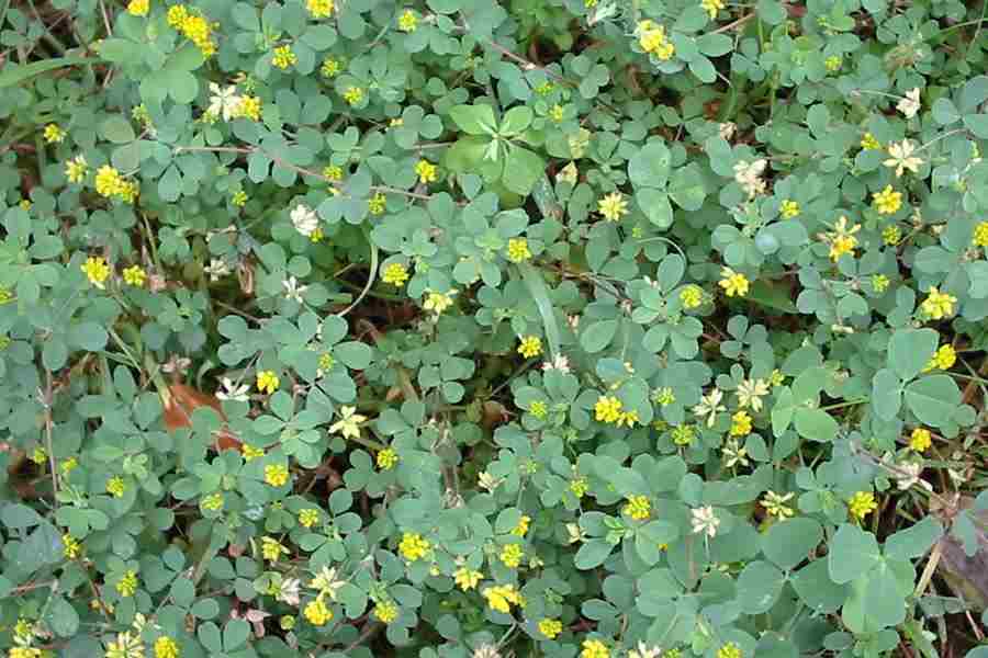 Ďatelina pochybná - Trifolium dubium