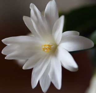 veľkonočný kaktus - kvet