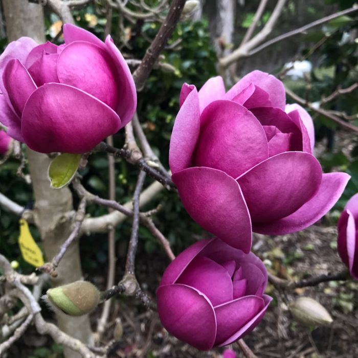 Magnólia Black tulip - Magnolia Black tulip