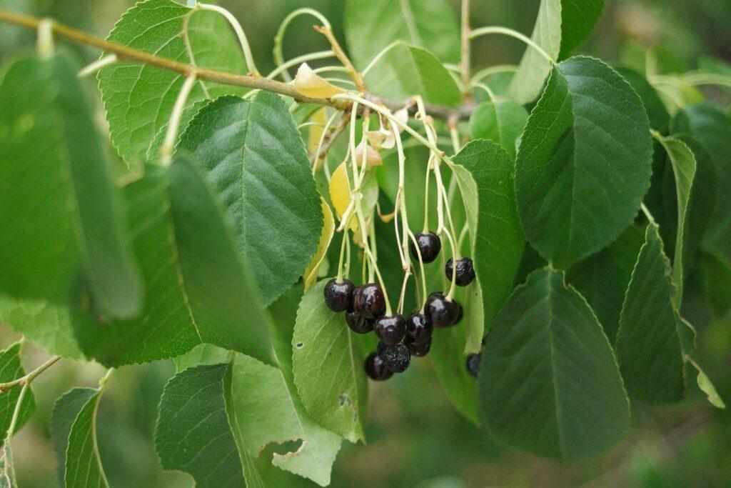 Čerešňa mahalebková - Prunus mahalieb