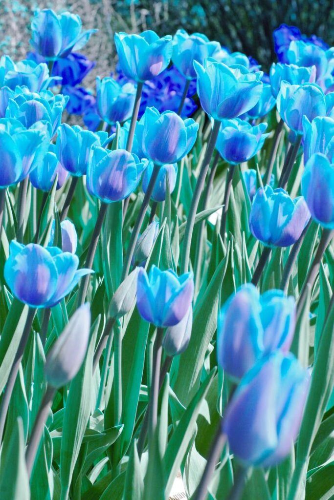 Modrý tulipán