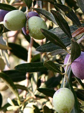 Mrazuvzdorný olivovník 'Chalkidiki' - Olea europea 'Chalkidiki