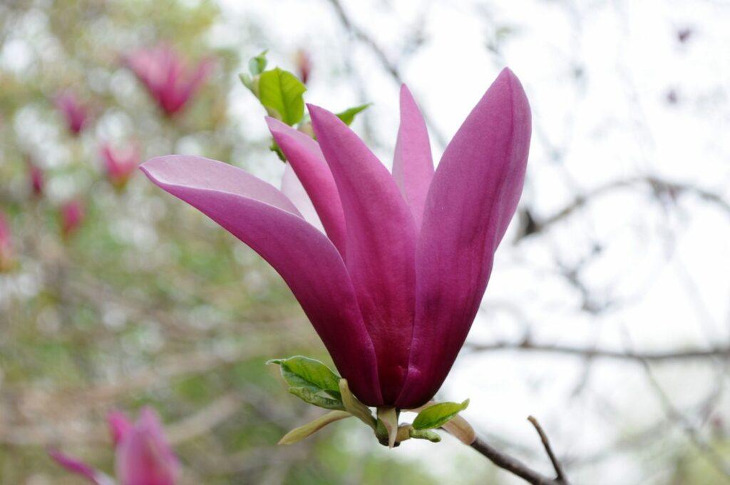 Magnólia ľaliokvetá - Magnolia lililiflora