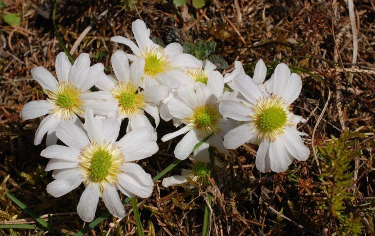 rutovník Callianthemum anemonoides