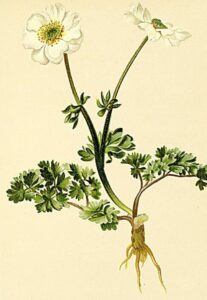 Rutovník koriandrolistý - Callianthemum coriandrifolium
