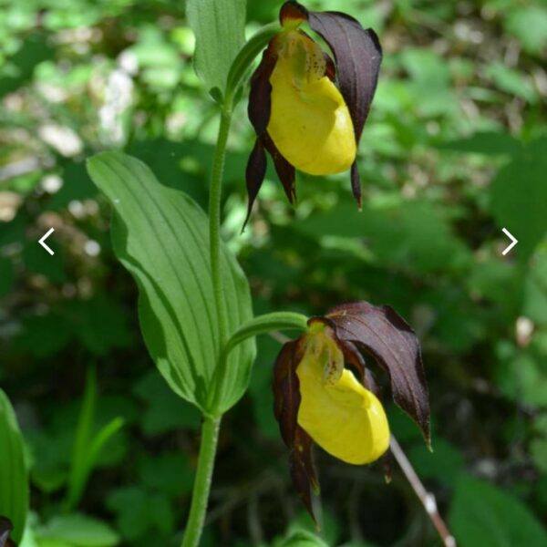 Črievičník papučka - papučka orchidea