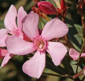 Oleander obyčajný - Nerium oleander