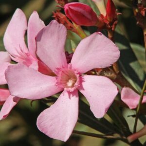Oleander obyčajný - Nerium oleander